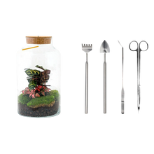 Milky Calathea met LED - Terrarium