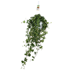 Hedera Helix ‘Pitsburg’ – Hang / XXL