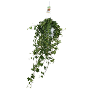 Hedera Helix ‘Pitsburg’ – Hang / XXL Everspring