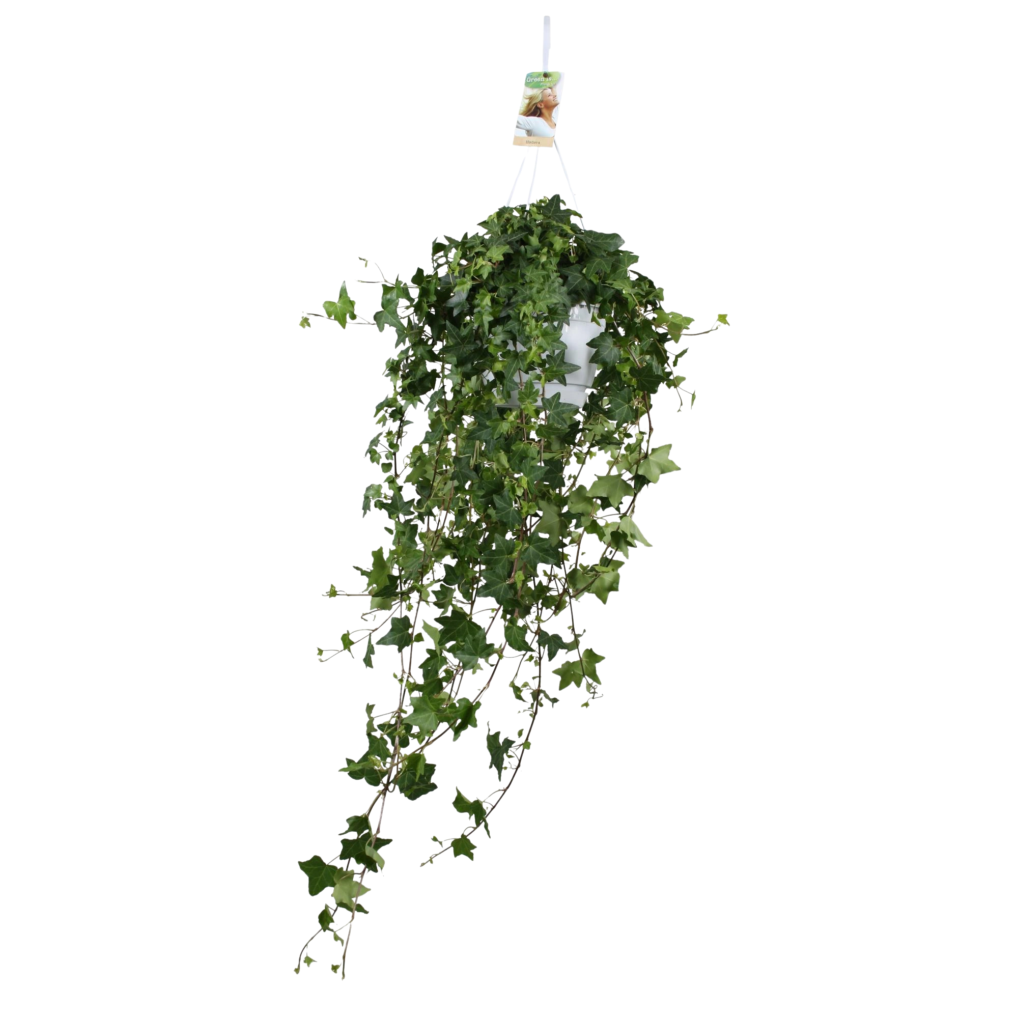 Hedera Helix ‘Pitsburg’ – Hang / XXL