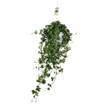 Hedera Helix ‘Pitsburg’ – Hang / XXL