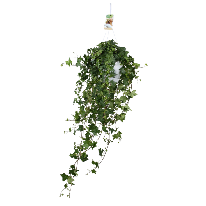 Hedera Helix ‘Pitsburg’ – Hang / XXL