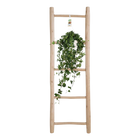 Hedera Helix ‘Pitsburg’ – Hang / XXL