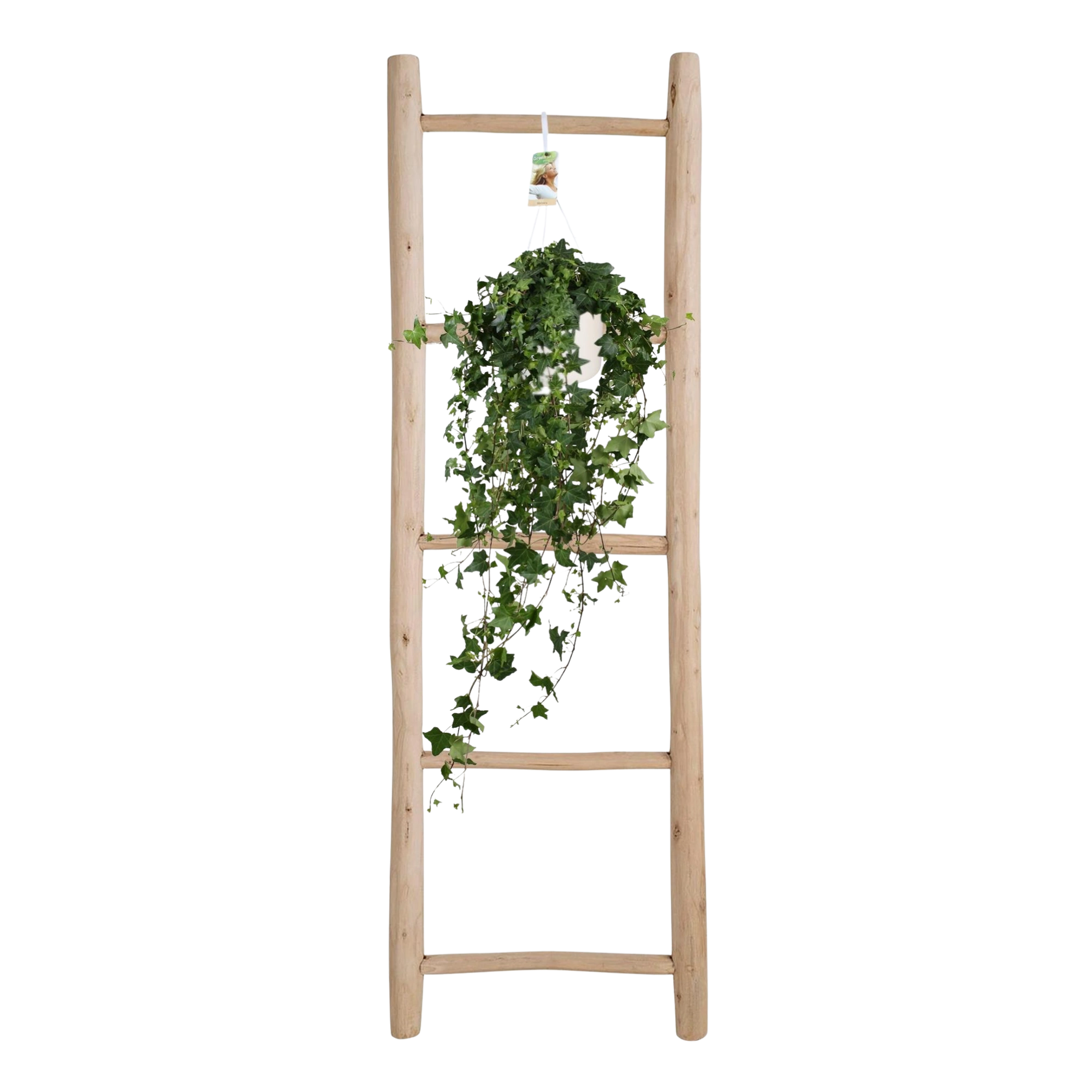 Hedera Helix ‘Pitsburg’ – Hang / XXL