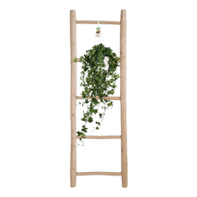 Hedera Helix ‘Pitsburg’ – Hang / XXL