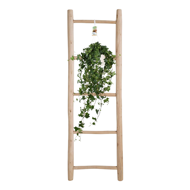 Hedera Helix ‘Pitsburg’ – Hang / XXL