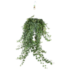 Hedera Helix ‘Pitsburg’ – Hang / XXL