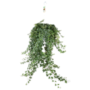 Hedera Helix ‘Pitsburg’ – Hang / XXL Everspring