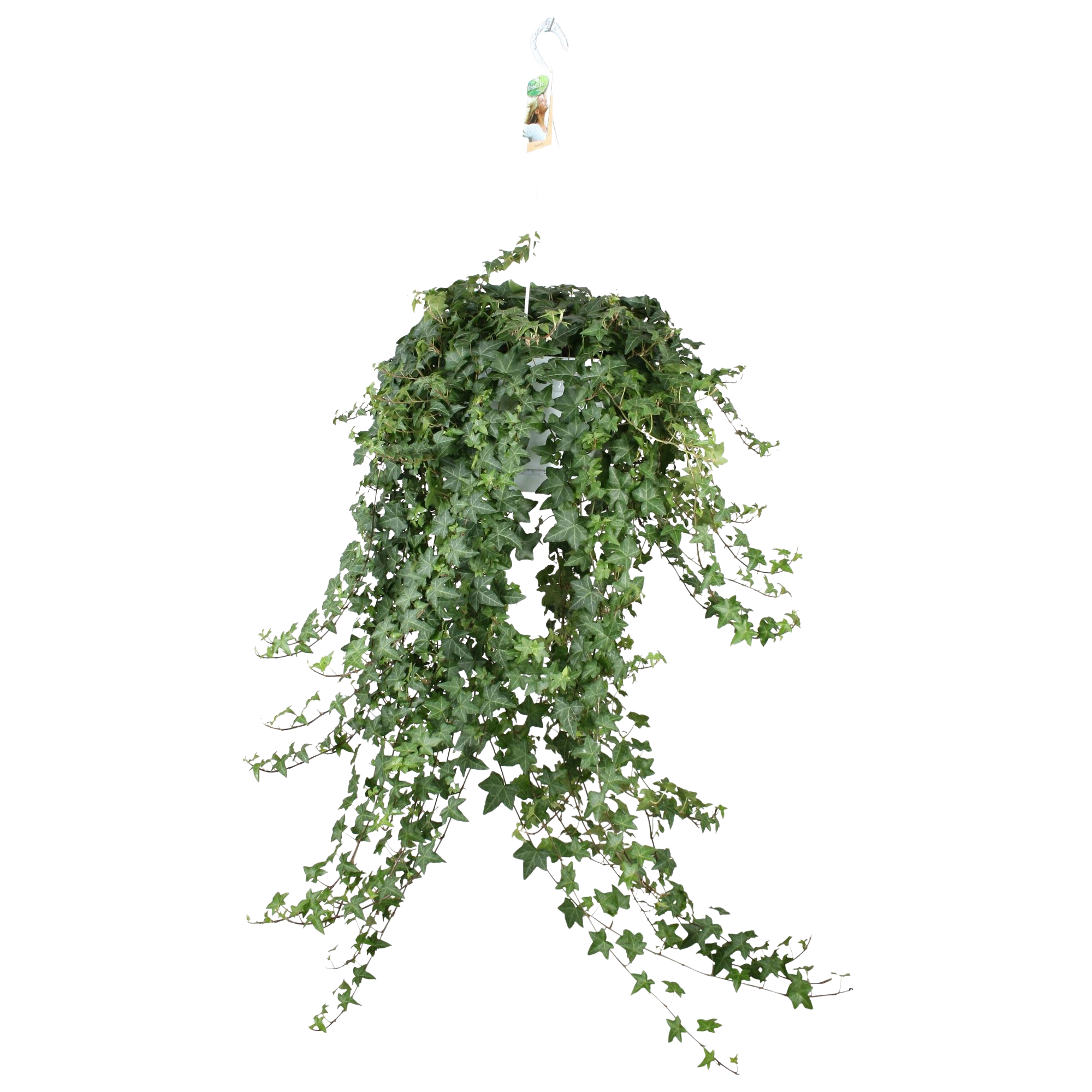 Hedera Helix ‘Pitsburg’ – Hang / XXL