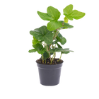Hedera helix