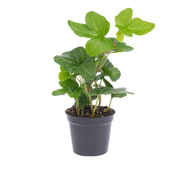 Hedera helix Everspring