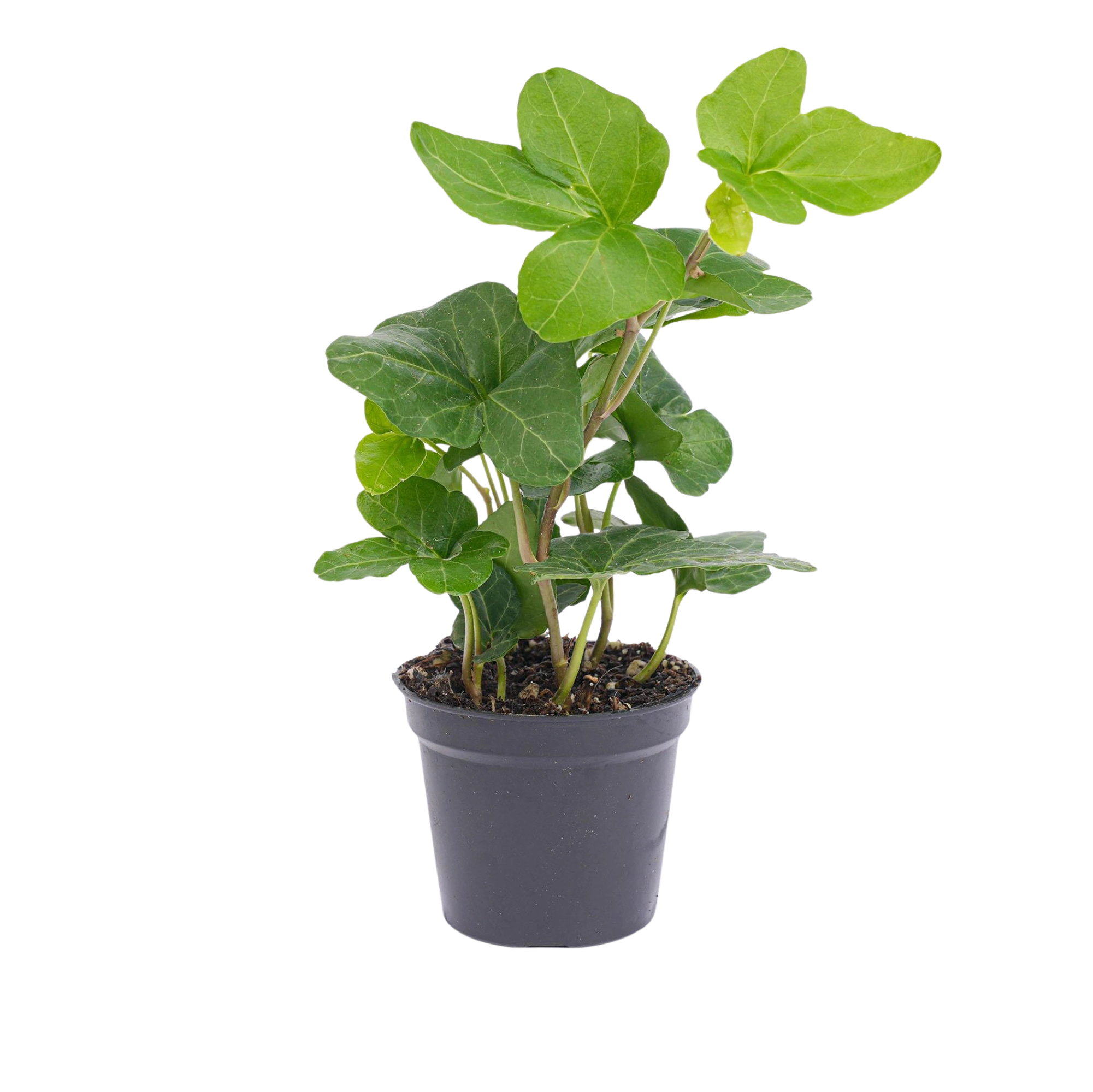 Hedera helix