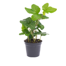 Hedera helix