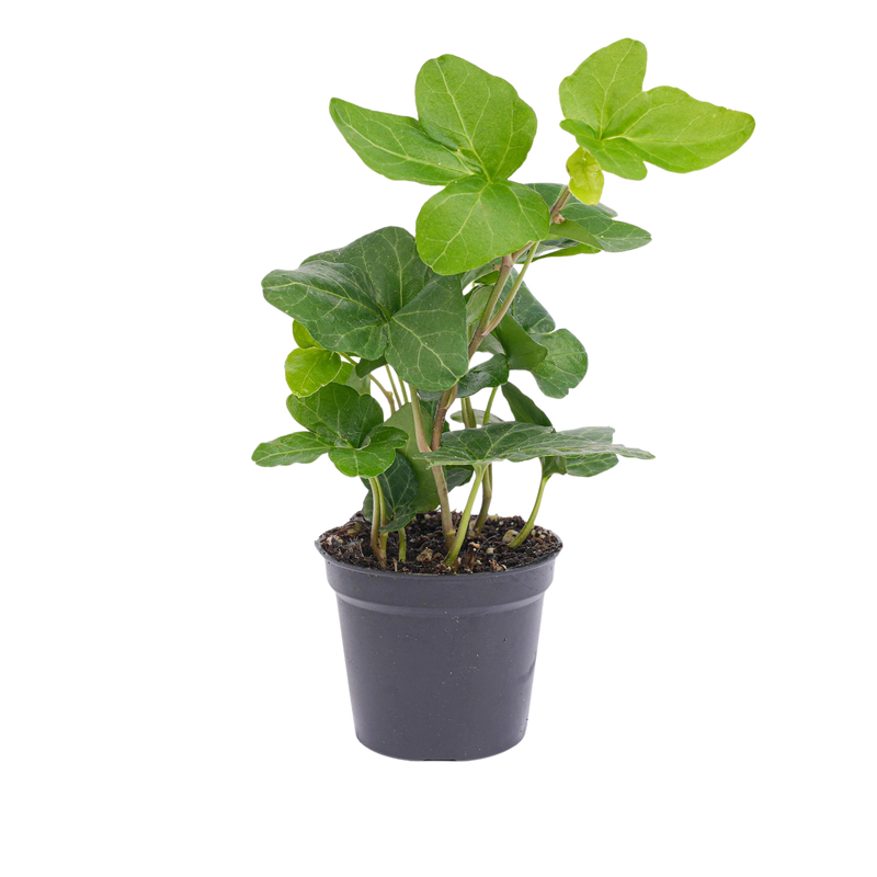 Hedera helix