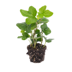 Hedera helix
