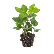 Hedera helix Everspring