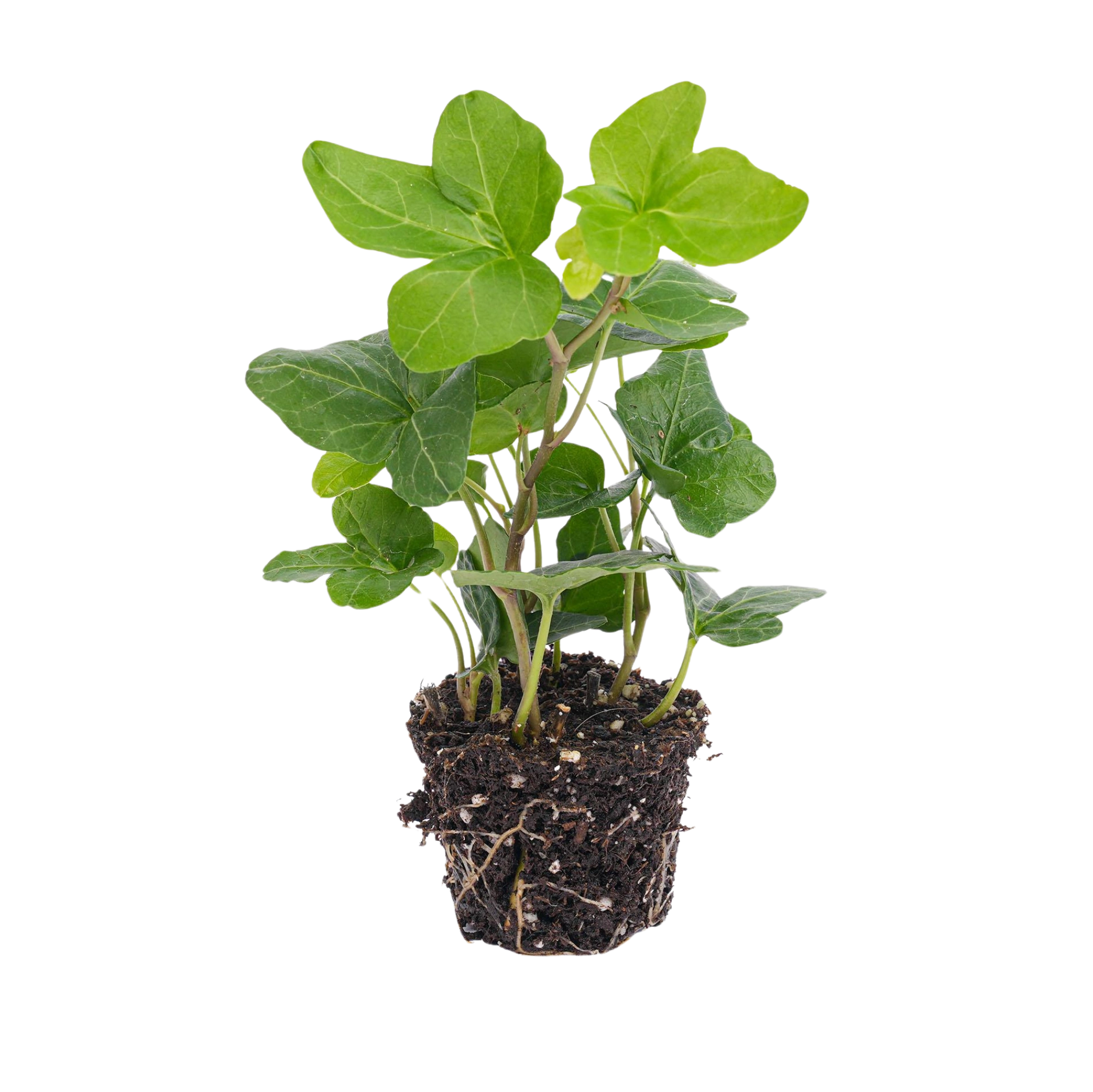 Hedera helix