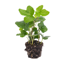 Hedera helix