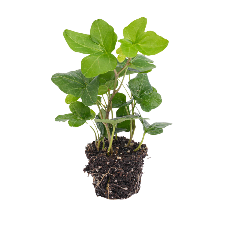 Hedera helix