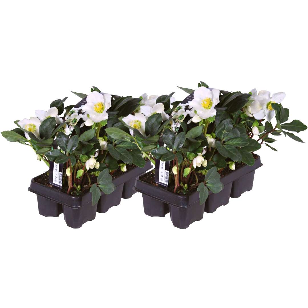 Helleborus niger ‘Christmas Carol’ – Set van 12 Kerstrozen