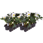 Helleborus niger ‘Christmas Carol’ – Set van 12 Kerstrozen