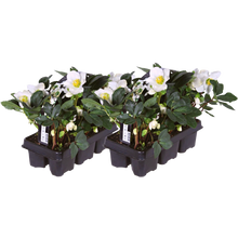 Helleborus niger ‘Christmas Carol’ – Set van 12 Kerstrozen