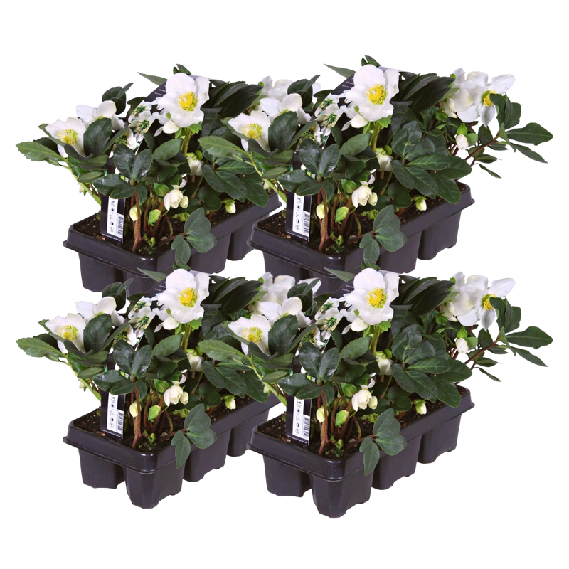 Helleborus niger ‘Christmas Carol’ – Set van 24