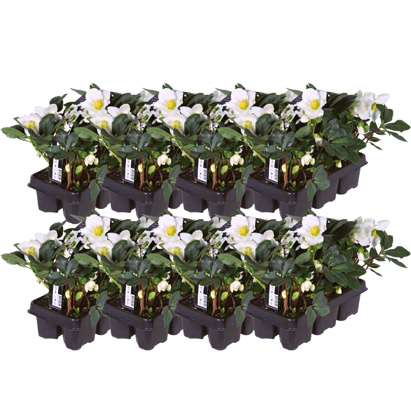 Helleborus niger ‘Christmas Carol’ – Set van 48 planten