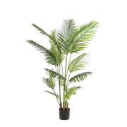 Howea Forsteriana Kunstplant (Paradijspalm)