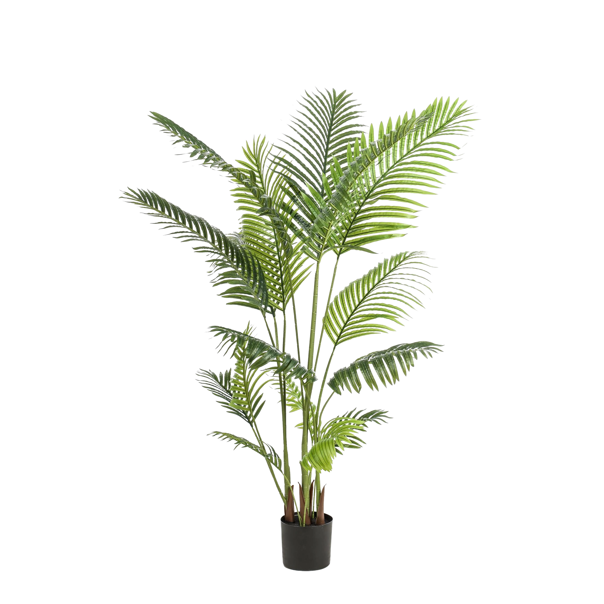 Howea Forsteriana Kunstplant (Paradijspalm)