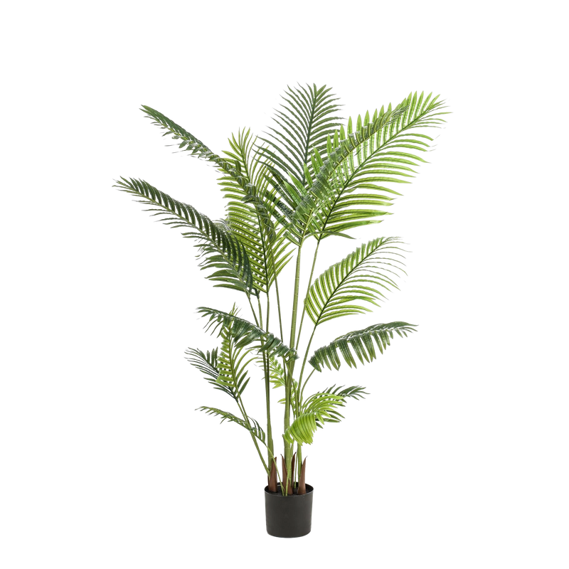Howea Forsteriana Kunstplant (Paradijspalm)
