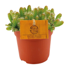 Hylocereus Undatus