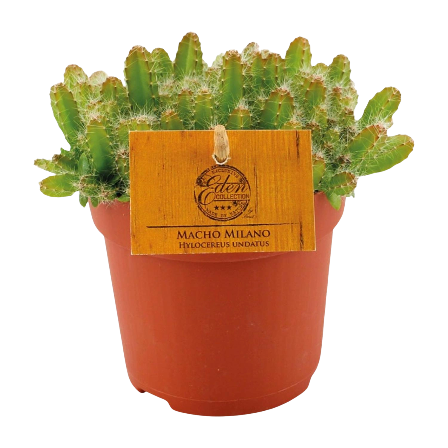 Hylocereus Undatus
