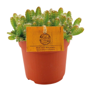 Hylocereus Undatus