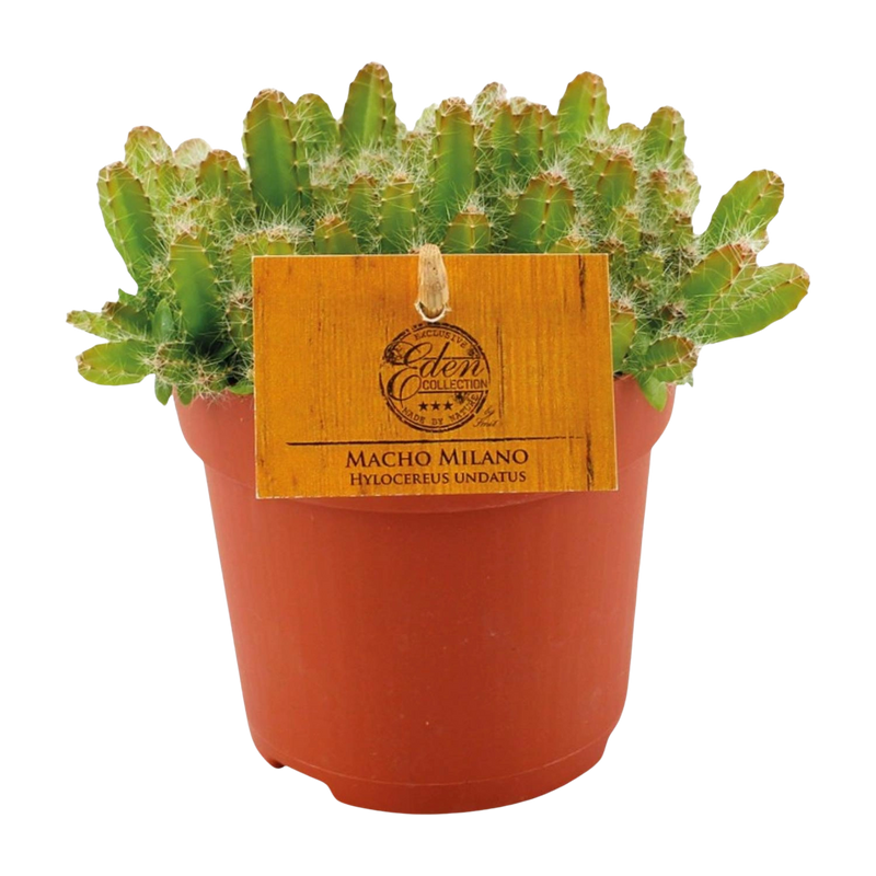 Hylocereus Undatus
