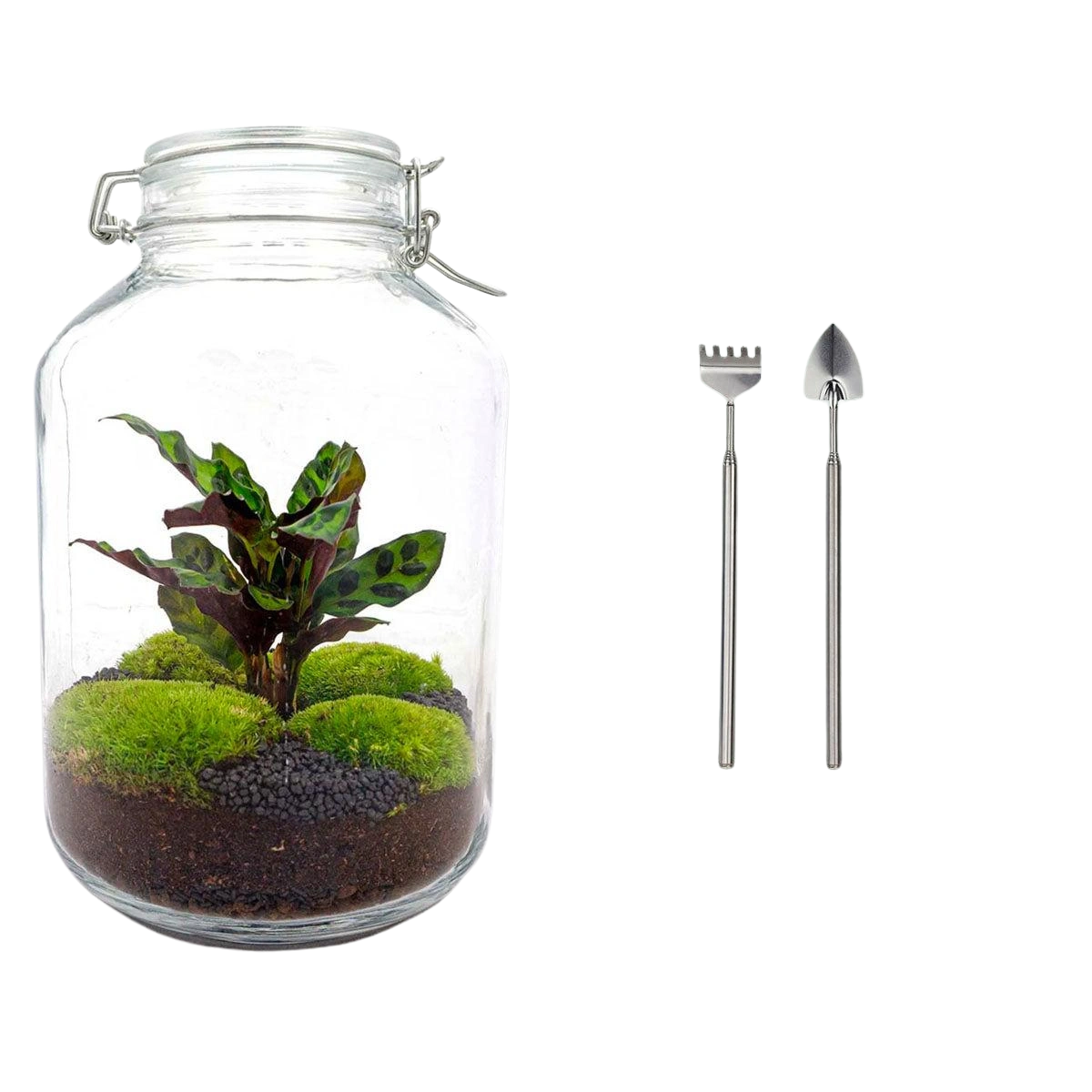 Jar Calathea Terrarium