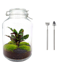 Jar Calathea Terrarium