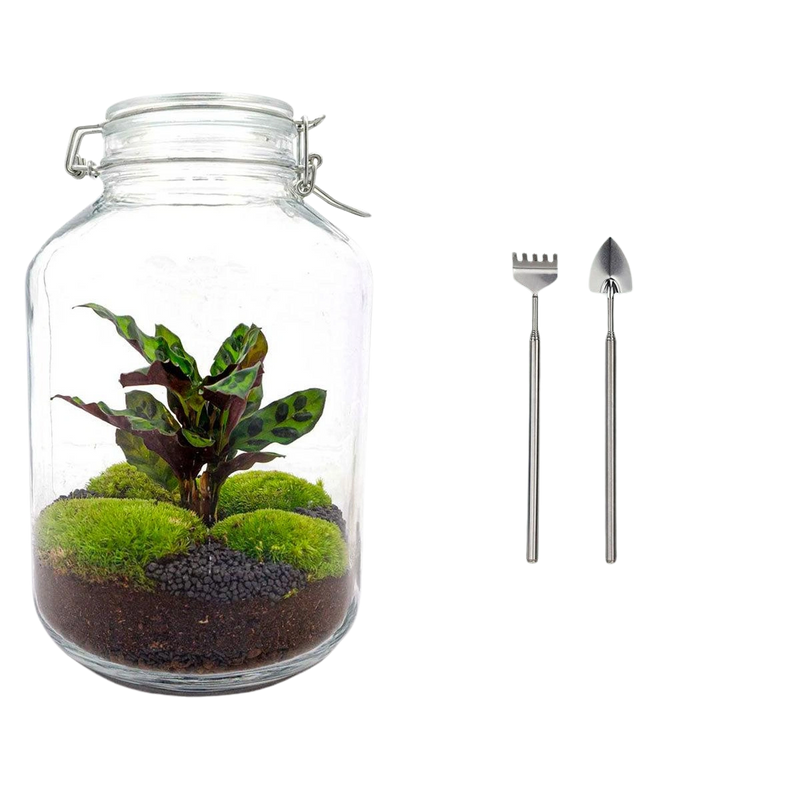 Jar Calathea Terrarium