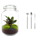 Jar Calathea Terrarium