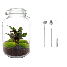 Jar Calathea Terrarium