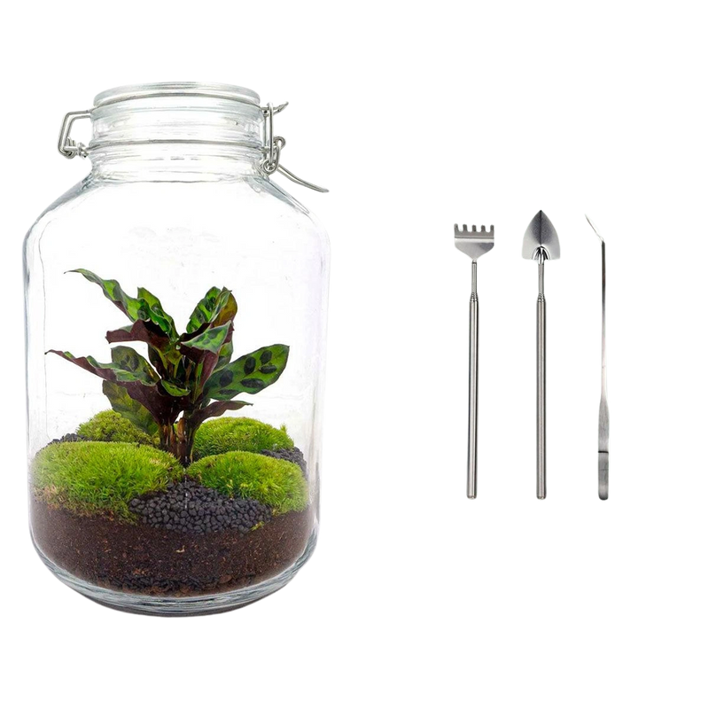 Jar Calathea Terrarium