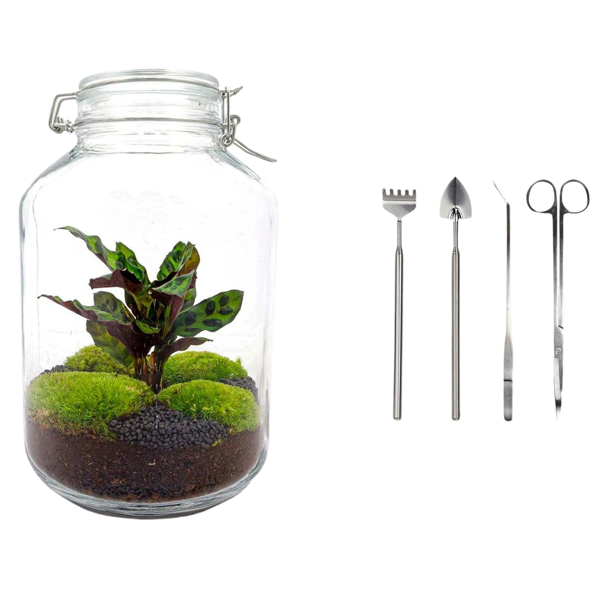 Jar Calathea Terrarium