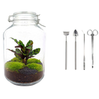Jar Calathea Terrarium