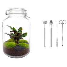 Jar Calathea Terrarium