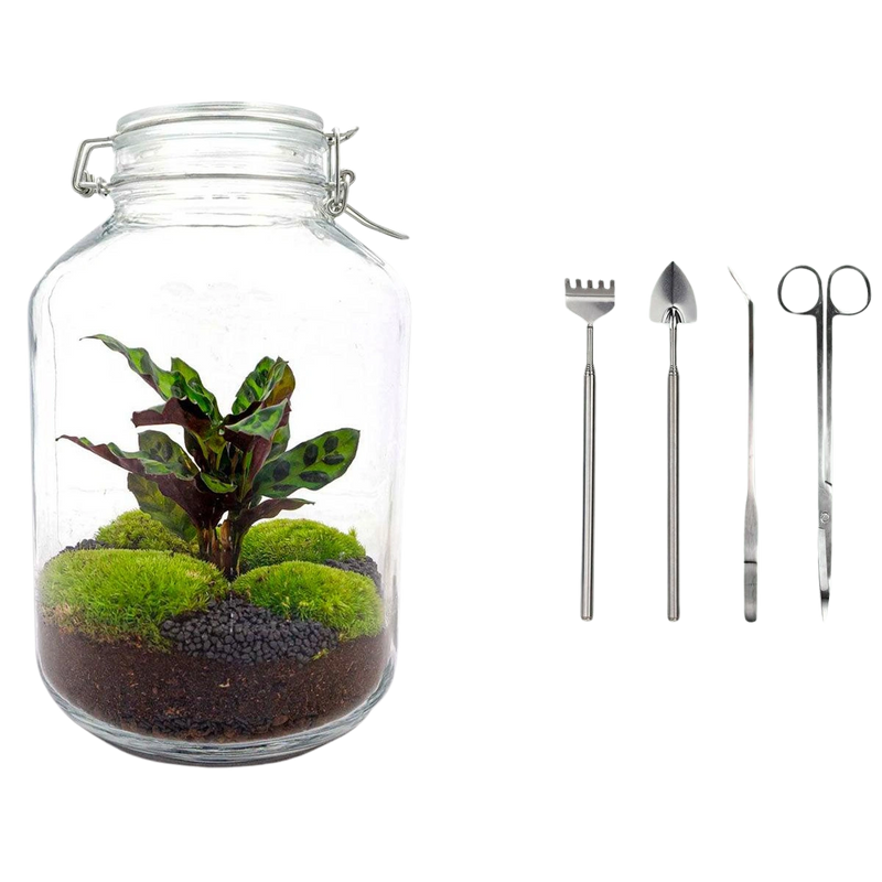 Jar Calathea Terrarium