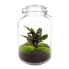Jar Calathea Terrarium