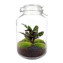 Jar Calathea Terrarium