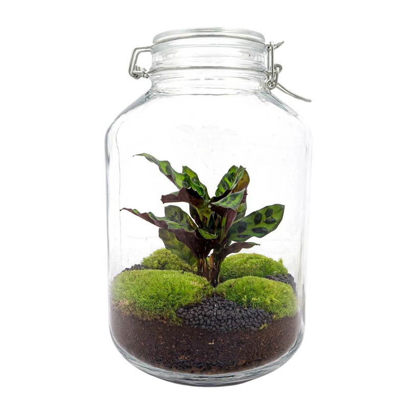 Jar Calathea Terrarium