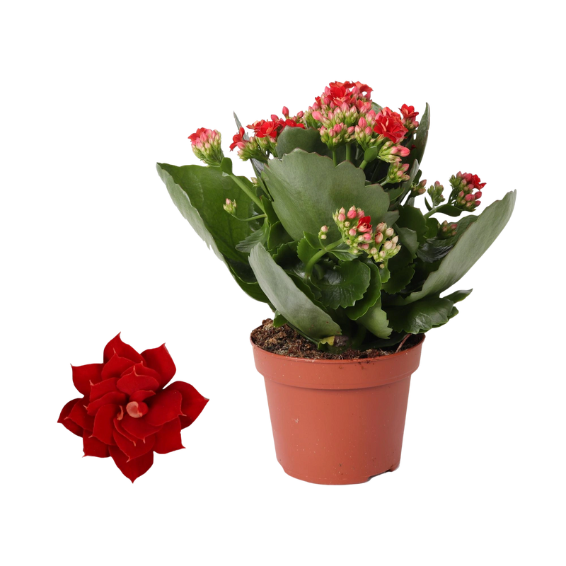 Kalanchoe Rosalina 'Don Justino' Rood