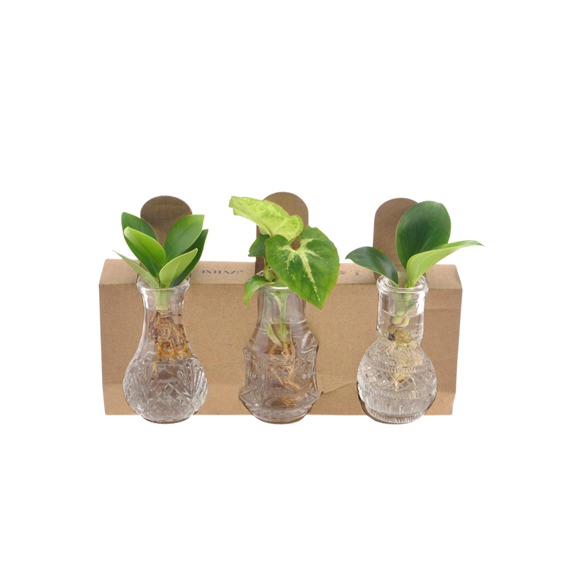 Kamerplanten Mix in Berlin Glas